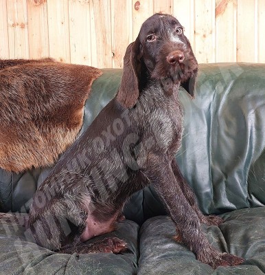 Щенок дратхаар